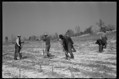 2745_Planting slash pine, Tuskegee Project, Macon County, Alabama,