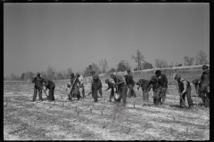 2746_Planting slash pine, Tuskegee Project, Macon County, Alabama,