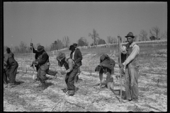 2750_Planting slash pine, Tuskegee Project, Macon County, Alabama,