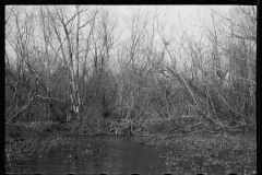 2751_Beaver dam, Tuskegee Project, Macon County, Alabama