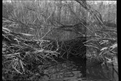 2753_Beaver dam, Tuskegee Project, Macon County, Alabama