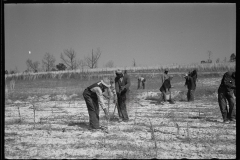 2759_Planting slash pine, Tuskegee Project, Macon County, Alabama,