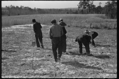 2762_Planting slash pine, Tuskegee Project, Macon County, Alabama,