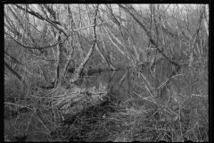 2765_Beaver dam, Tuskegee Project, Macon County, Alabama