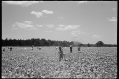 2781_Picking string-beans near Cambridge, Maryland