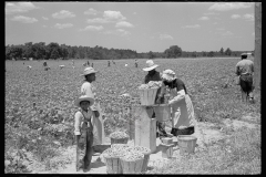 2783_Picking string-beans near Cambridge, Maryland