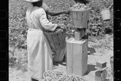 02784_Picking string-beans near Cambridge, Maryland