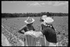 2786_Picking string-beans near Cambridge, Maryland