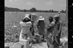 2787_Picking string-beans near Cambridge, Maryland