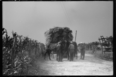 2788_Straw (wheat) falling from  threshing machine, Frederick, Maryland