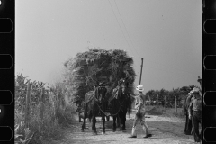 2801_ Straw on horse-drawn cart  from Mobile threshing yard , Frederick, Maryland