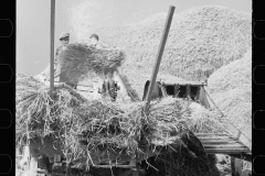 2802_Threshing in full throw , with clouds of dust , Frederick, Maryland