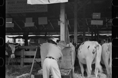 2839_4-H Club boys taking care of their cows, State Fair, Rutland, Vermont