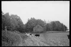 2871_Cows for milking, Otsego