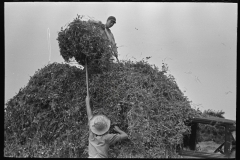 2943_Farm workers  pitching pea vines onto a truck,  Sun Prairie, Wisconsin