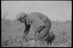 2957_ Migrant Blueberry picker, near Little Fork, Minnesota