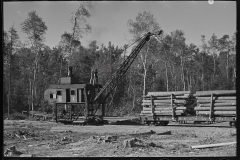 2988_Crane loading timber