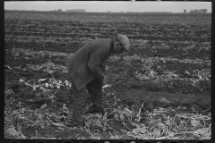 3013_Worker topping sugar beet near East Grand Forks, Minnesota