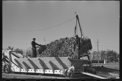 3015_Unloading sugar beets from truck into a mobile hopper , East Grand Forks, Minnesota