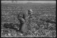 3019_Worker removing refuse from sugar beets, East Grand Forks, Minnesota