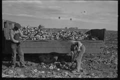 3020_Loading topped beets onto truck near East Grand Forks, Minnesota