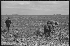 3021_Picking up and piling sugar beets before topping them near East Grand Forks, Minnesota