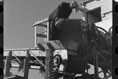 3022_Probably securing  a sample of beets being unloaded and piled-up near East Grand Forks, Minnesota