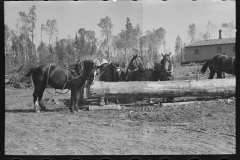 3032_Loading pulpwood at camp near Effie, Minnesota