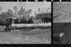 3033_Loading pulpwood at camp near Effie, Minnesota