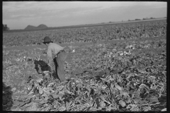 3051_Topping sugar beets, near Fisher, Minnesota