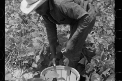 3069_ Picking string-beans near Cambridge, Maryland