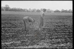 3081_Large fields make tractor cultivation necessary. Wabash Farms, Indiana]