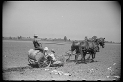 3090_Planting tomatoes