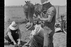 3092_Planting tomatoes,