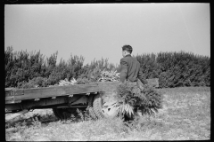 3159_Loading carrots on truck, Camden County, New Jersey