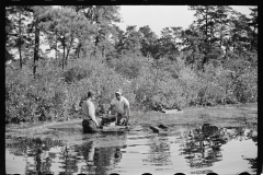 3165_Gathering cranberries that are floating on the surface of a flooded bog, Burlington County, New Jersey