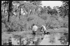 3169_Gathering cranberries that are floating on the surface of a bog, Burlington County, New Jersey