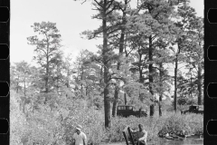 3170_Gathering cranberries that are floating on the surface of a bog, Burlington County, New Jersey