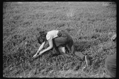 3181_Possibly child labour in cranberry bog, Burlington County, New Jersey