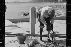 3203_Black American fisherman with his catch , Key West, Florida