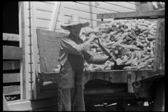 3231_ loading corn into corn crib