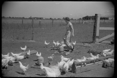 3237_Farmer's wife feeding chickens