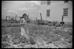 3239_  Farmer's wife  picking beans