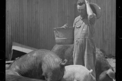 3245_Farmer feeding pigs