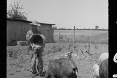 3252_Farmer feeding pigs , Scioto Farms, Ohio