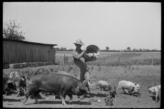 3253_Farmer feeding pigs , Scioto Farms, Ohio