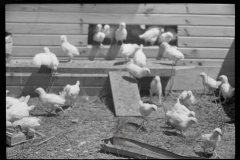 3254_ Chickens (white) in chicken house and run , Scioto Farms, Ohio