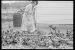 3286_Feeding chickens, Wabash Farms, Indiana