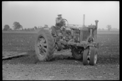 3292_Farmall row crop Tractor in use , Wabash Farms, Indiana