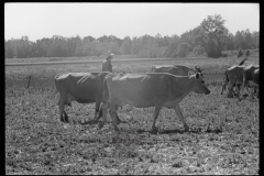 3300_Driving the cows to/ from pasture, Wabash Farms, Indiana